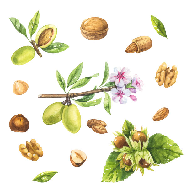 水彩高度详细的剪贴艺术插图的坚果:杏仁，榛子和核桃坚果图片下载