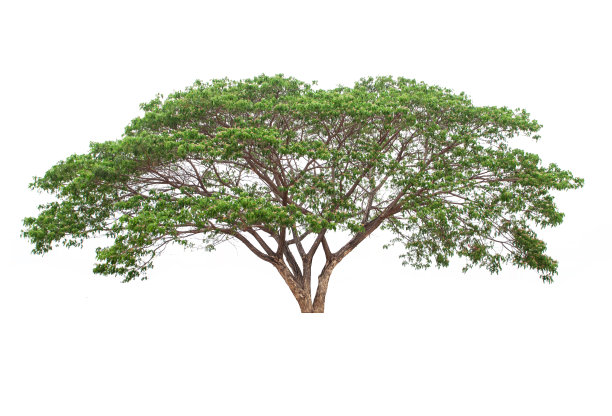 一棵孤立在白色背景上的热带树。文件包含与剪切路径，所以很容易工作。图片下载