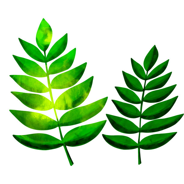 水彩画一个绿色的叶子孤立在白色图片下载