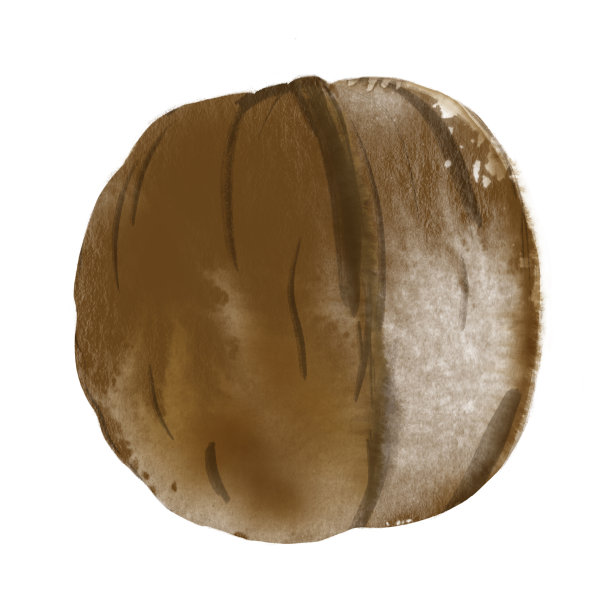 水彩画胡桃壳孤立在白色图片下载