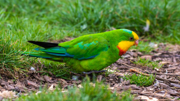 Barraband又名超级鹦鹉在地上觅食素材图片