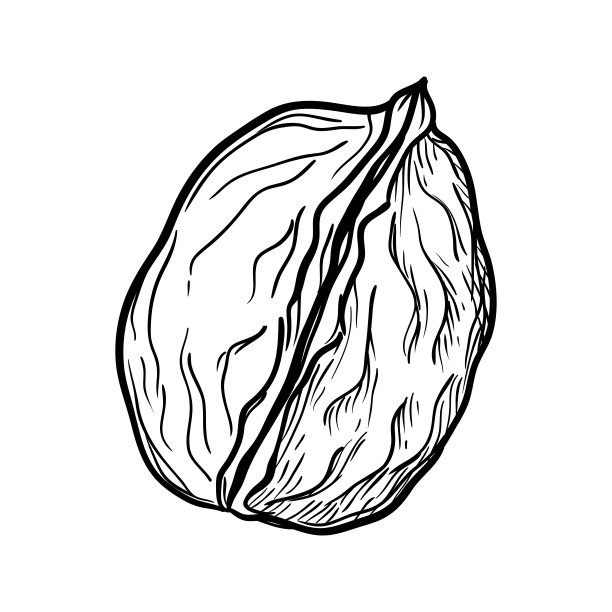 核桃。手绘矢量插图。图片下载