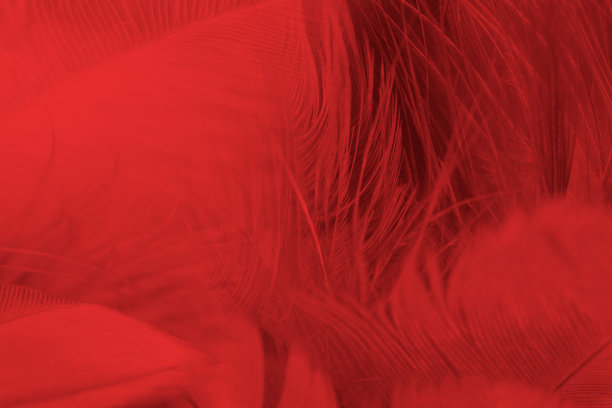 美丽的深红色栗色羽毛图案纹理背景图片下载