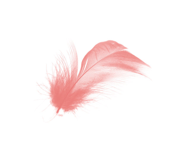 白色背景上的珊瑚粉色羽毛图片下载