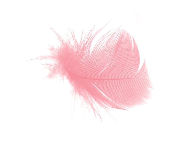 白色背景上的珊瑚粉色羽毛图片下载