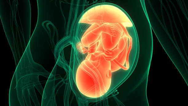 子宫解剖中的人类胎儿图片下载