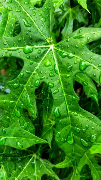 木瓜叶图片下载