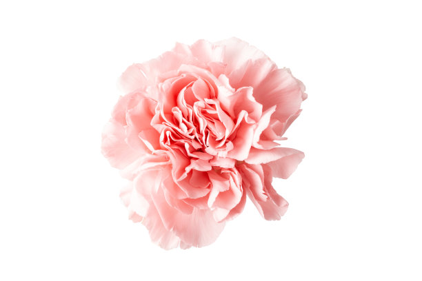 粉红色康乃馨花孤立在白色背景俯视图。图片下载