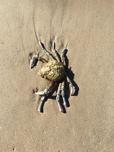 沙滩上的螃蟹图片下载