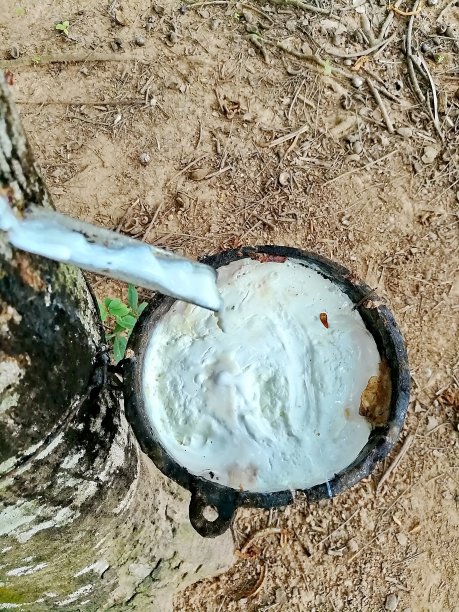 早晨从橡胶树中提取的新鲜乳胶俯视图图片下载