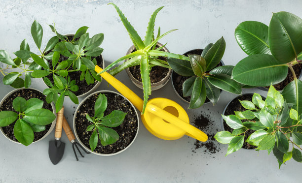 套各种室内植物喷壶和园艺工具俯视图图片下载