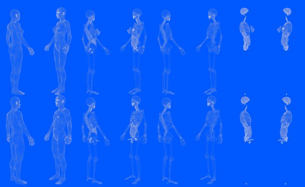 一套16全息图网格渲染的男人和女人身体与骨骼和内部器官隔离- cg高详细的医疗3D插图在蓝图风格图片下载