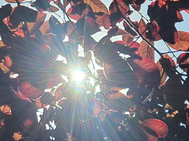 秋天的落叶图片下载