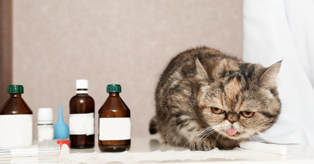 兽医诊所。对待动物。生病的苏格兰猫坐在桌子上，旁边是药物图片下载