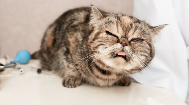 兽医诊所。对待动物。生病的苏格兰猫坐在桌子上，旁边是药物图片下载