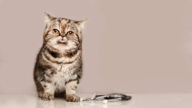 兽医诊所。苏格兰猫坐在桌子上，旁边的声音内窥镜。本空间图片下载