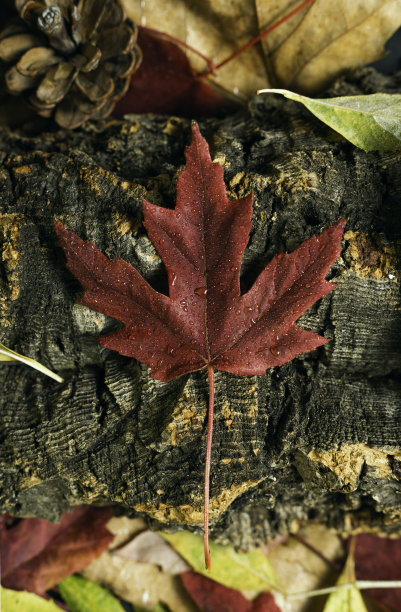 秋天的红叶落在树干上图片下载