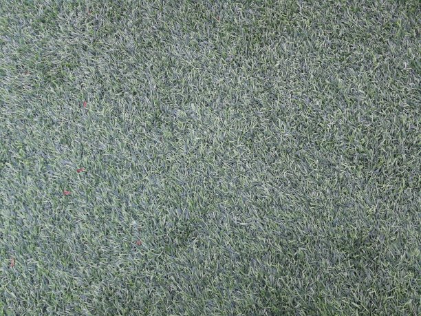 草地背景的全帧拍摄图片下载