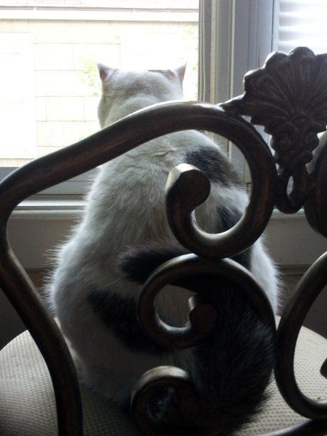 沉思的猫图片下载