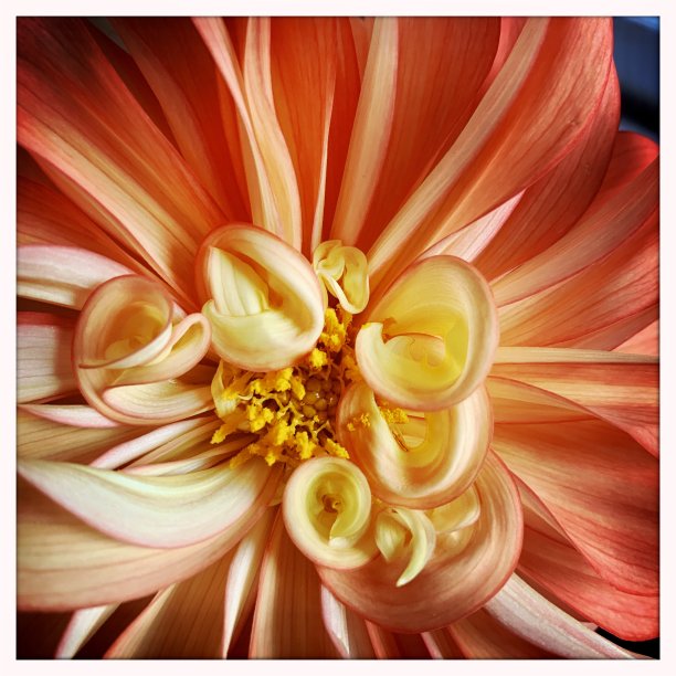 美丽的大丽花图片下载