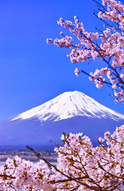 从川口湖北岸看春色图片下载