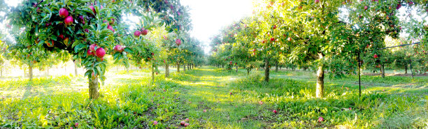 果园里的苹果树，果实准备收获图片下载