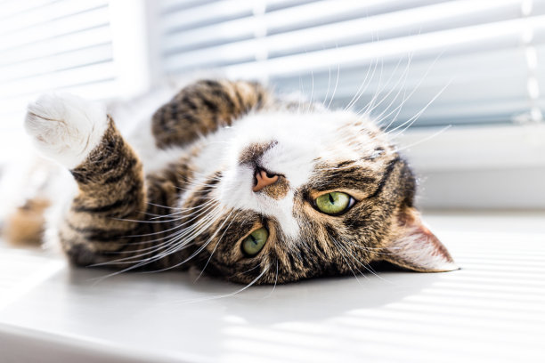 美丽可爱的绿眼睛猫躺着，放松，睡着，睡着图片下载