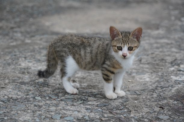 可爱的小猫，眼睛周围有伤口图片下载