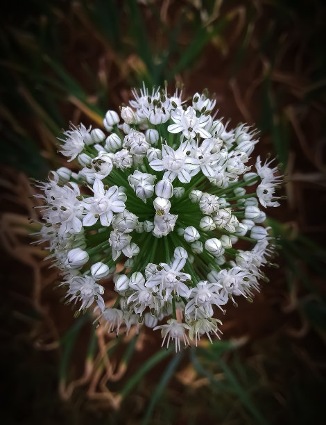 白色的花图片下载