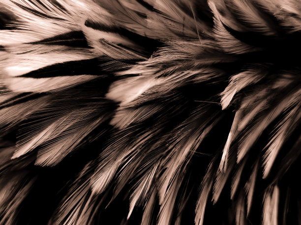 美丽抽象多彩的黑色橙色和黄色羽毛在黑色的背景和柔软的白色金色羽毛纹理在黑色的图案和黄色的背景，五颜六色的羽毛，黄色的横幅图片下载