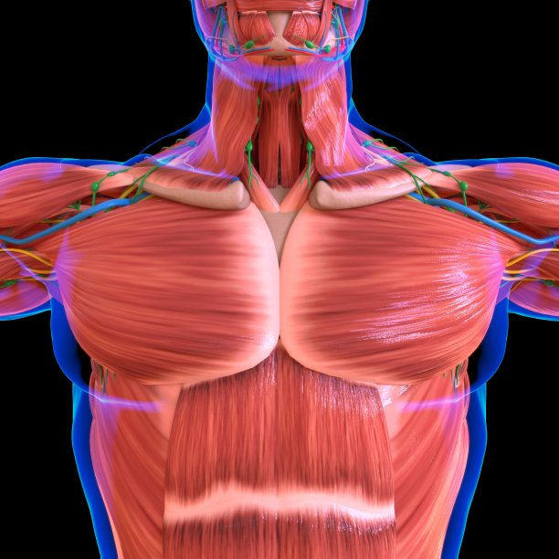 人体肌肉解剖学的医学概念图片下载