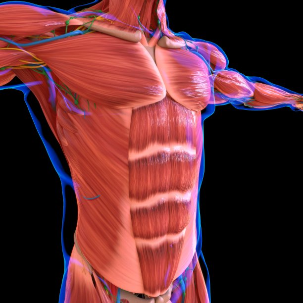 人体肌肉解剖学的医学概念图片下载