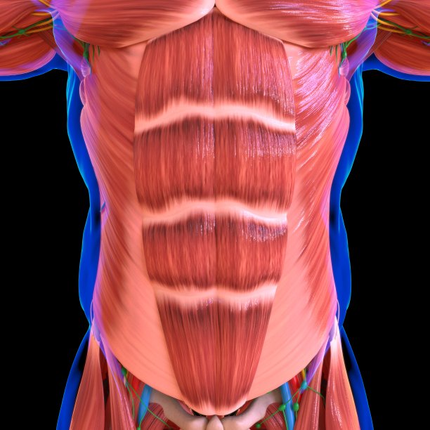 人体肌肉解剖学的医学概念图片下载
