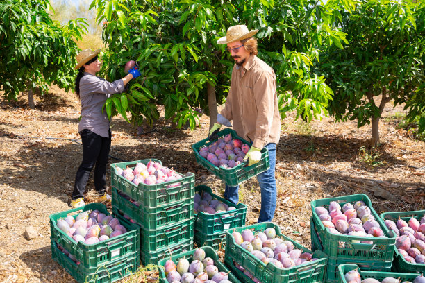 男农民在田里储存芒果盒子图片下载