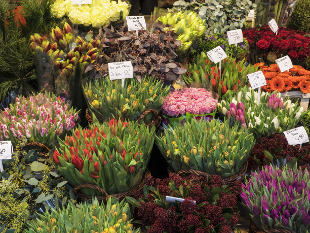 郁金香出售图片下载