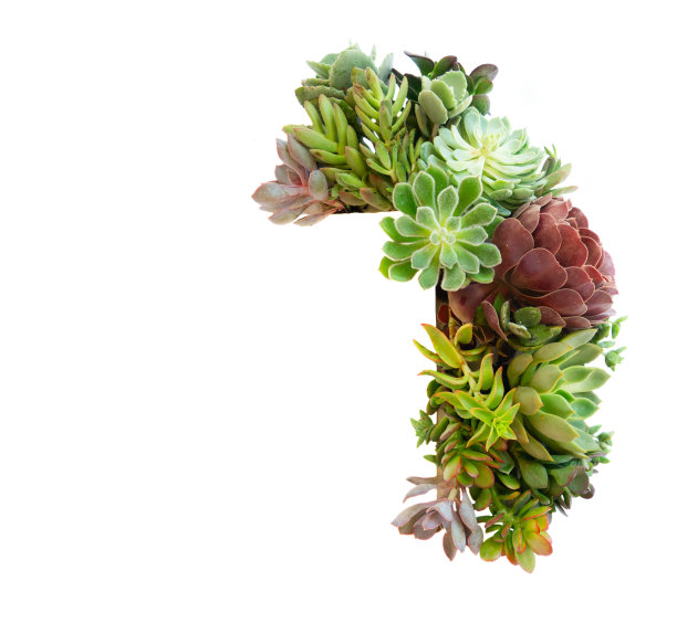 肉质植物之上白色图片下载