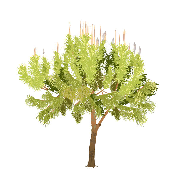 带着幼枝的南松是彩色的图片下载