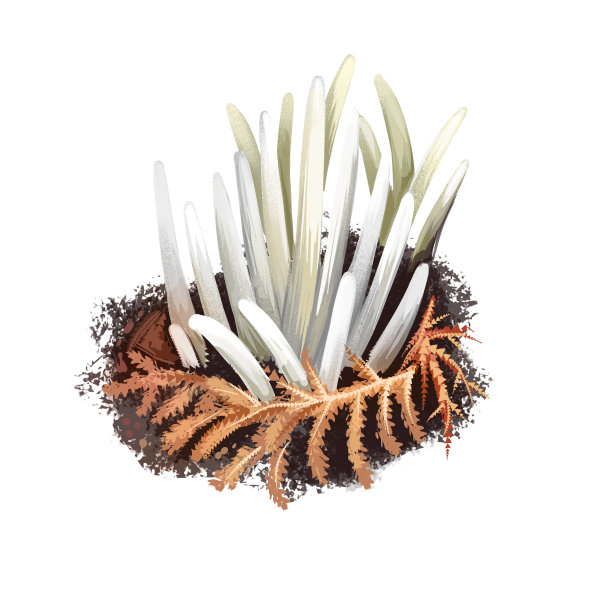 纤毛仙指，白虫珊瑚，或孤立的纺锤菌。粘虫科粘虫真菌种。数字艺术插画天然食品。秋天收获的真菌。图片下载