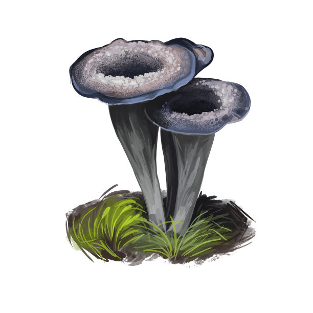 山羊草或鸡油菌，鸡油菌食用菌孤立于白色。数码艺术插图，天然食品，包装标签或t恤印花。秋收草上菌类，秋收庄稼。图片下载