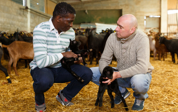 饲养员在讨论农场里的山羊图片下载