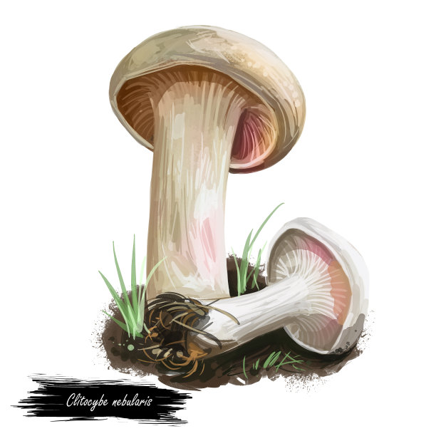 云气阴蒂，云木耳或云漏斗，丰富的鳃状真菌。数码艺术插画，天然食品，包装标签。秋收真菌在草地上，特写。图片下载