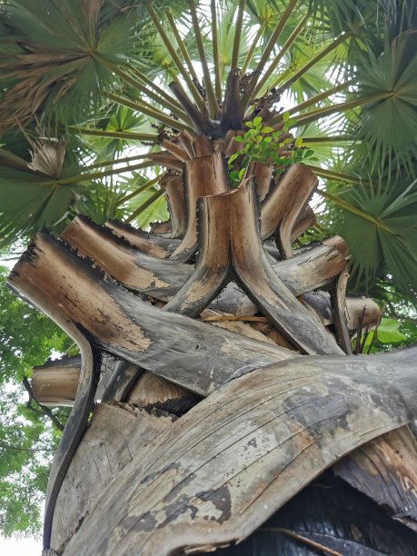 的棕榈树图片下载