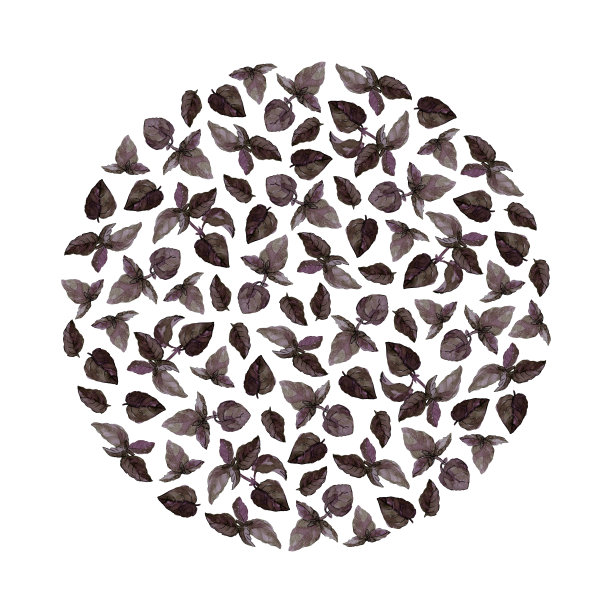 圆形排列的紫色罗勒枝和叶，孤立在白色。水彩画插图。图片下载