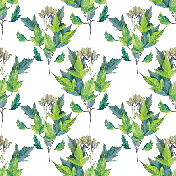 无缝模式水彩枫树枝与绿色的叶子在白色。手绘植物树。自然艺术创作背景图片下载