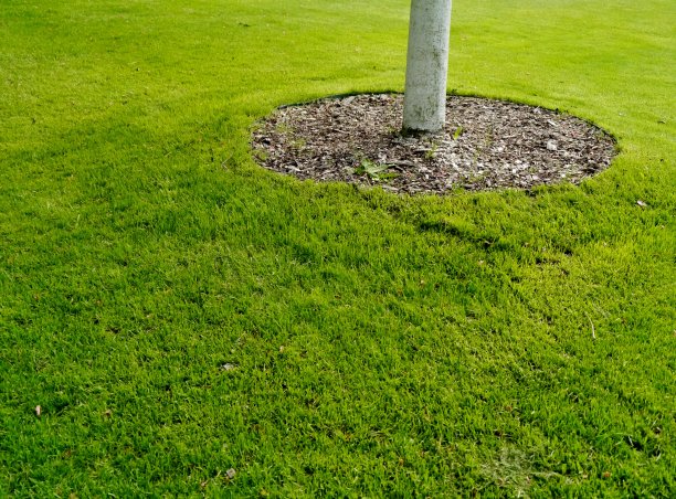 树在草坪的床上图片下载