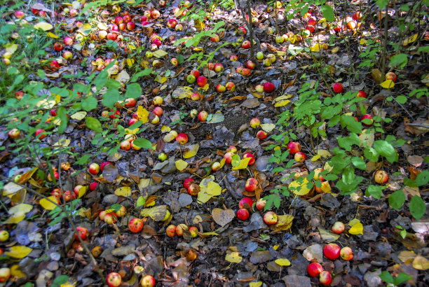 树下的苹果图片下载
