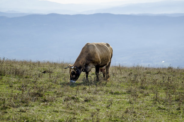 牛图片下载