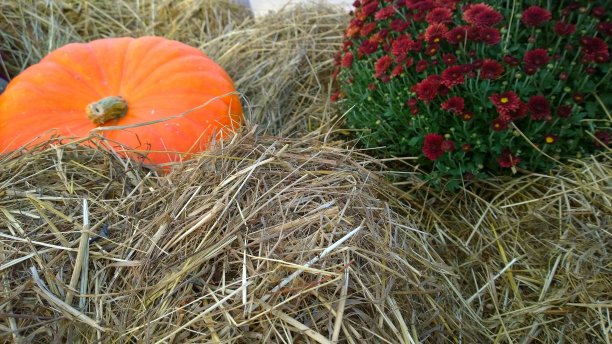 模糊背景上的橙色南瓜。花在干草上。秋天的装饰。古董装饰。丰富的收获。感恩节。乡村风格。作物。农夫市场。农业贸易展。农村的场景。谷仓。图片下载