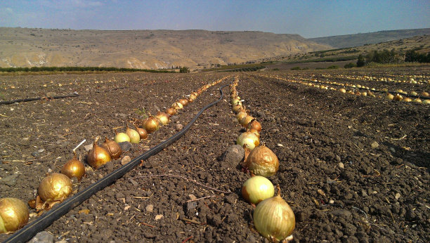 农田中两排整齐的完整洋葱图片下载