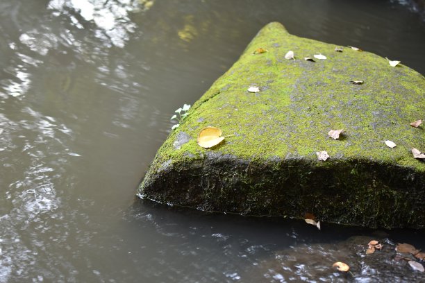 池塘里长满苔藓的石头图片下载